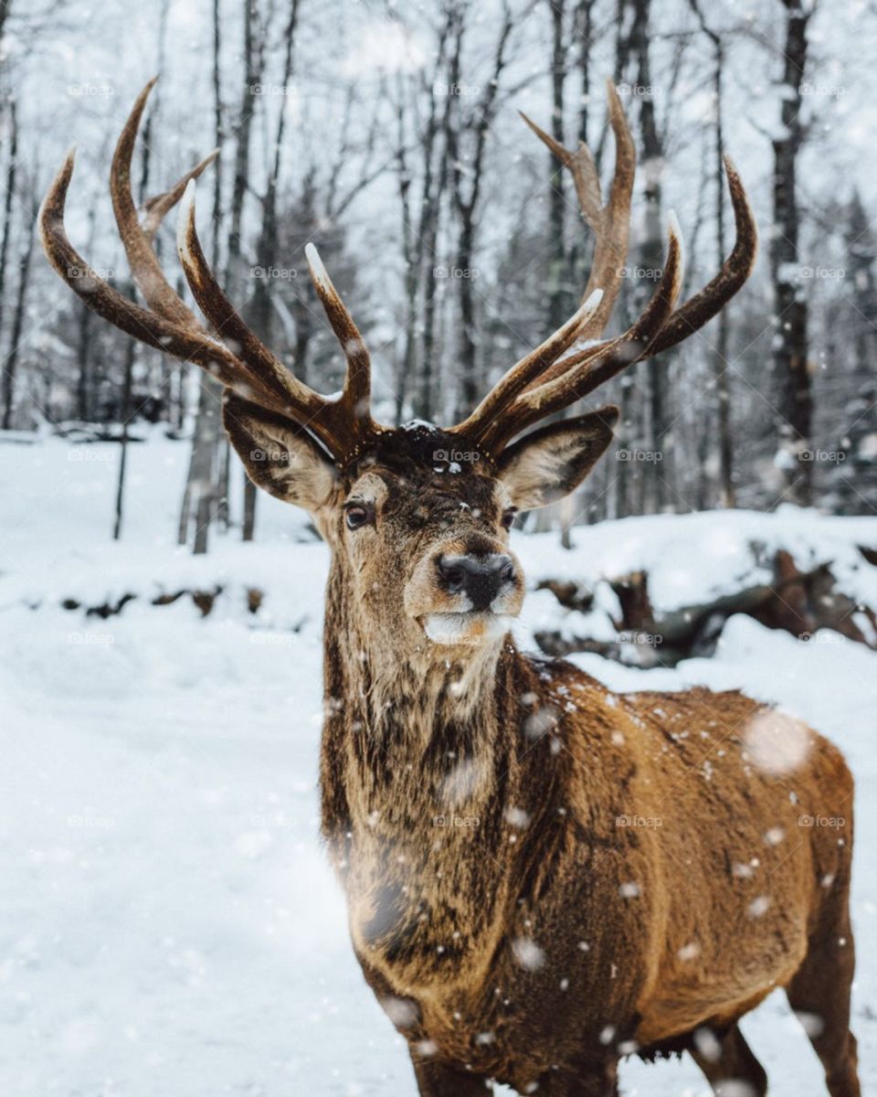 deer in winter snow