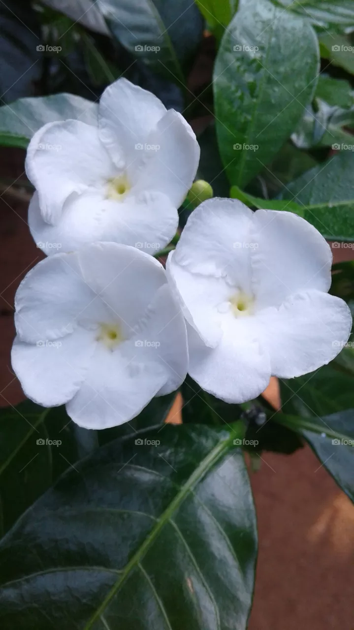 white colour flowers