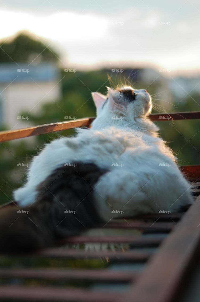 white cat on a balcony