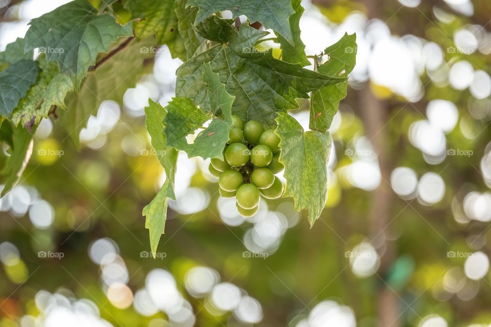 Grape farm