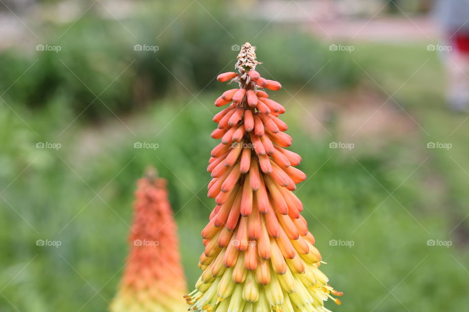 Flowers in candy corn colors