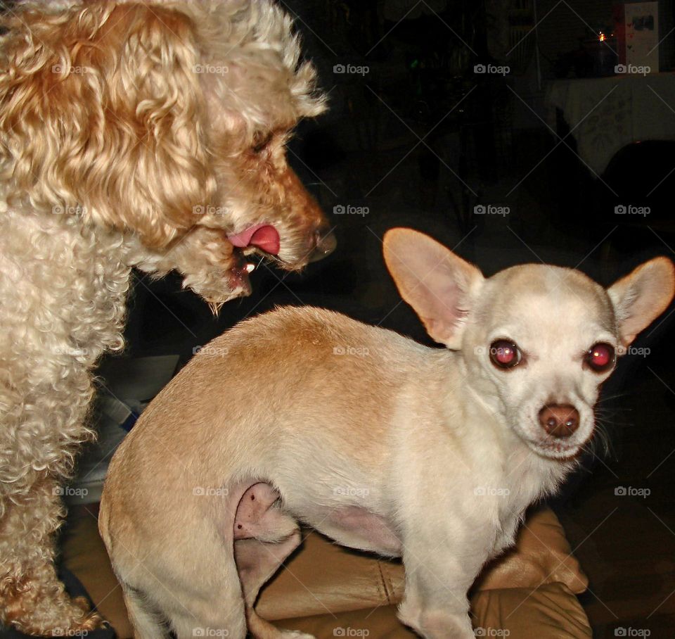 Poodle dog lapping chihuahua dog. Small dogs both of them.