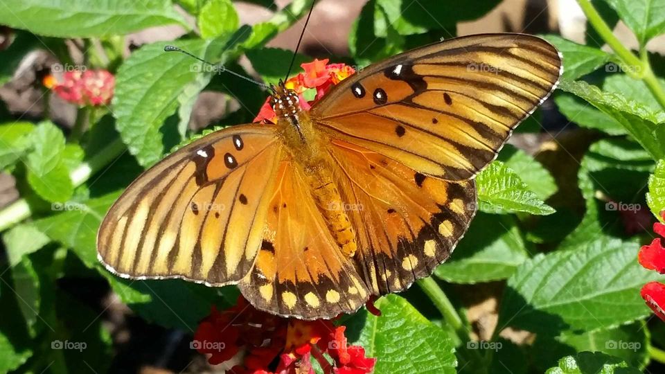 Remembering Butterflies