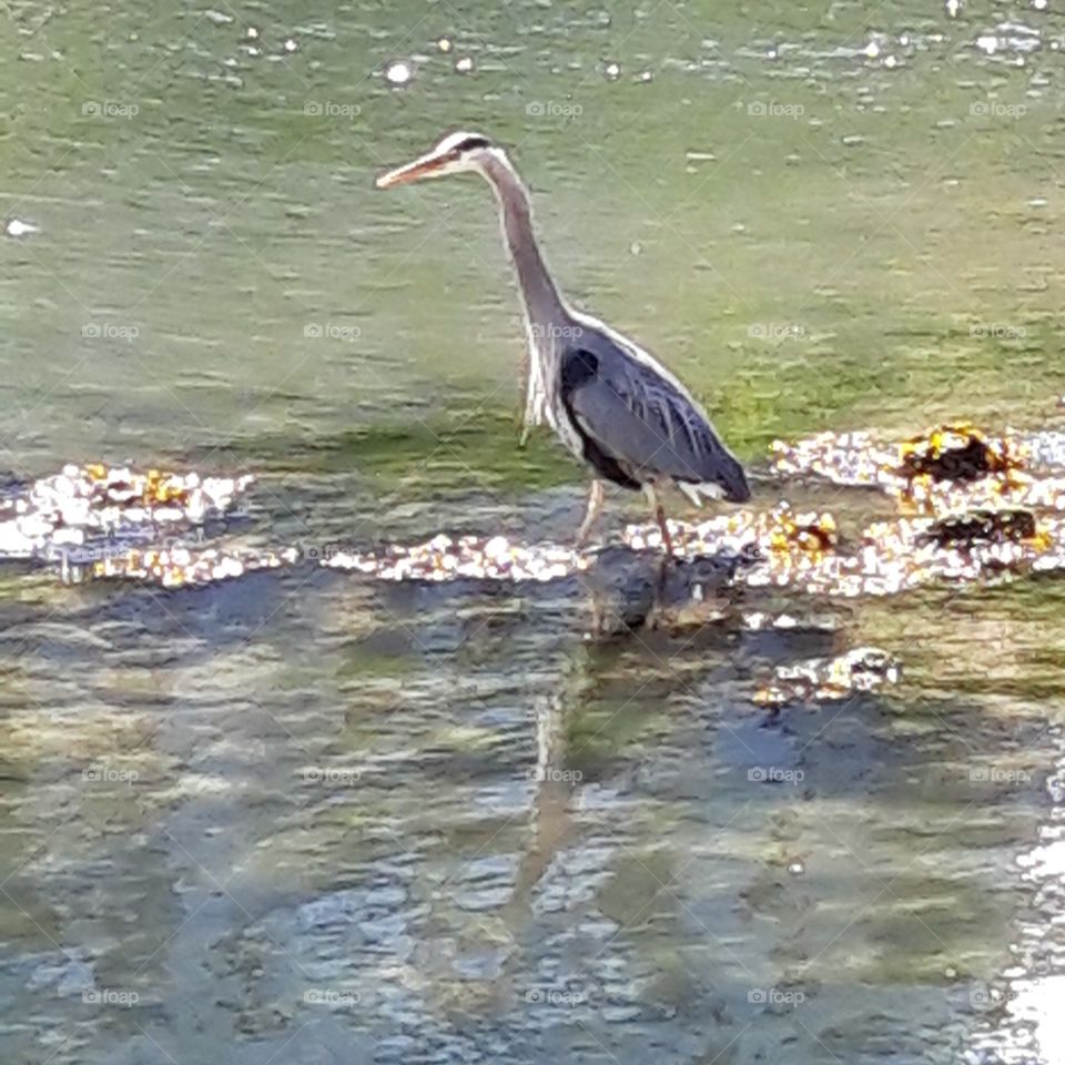 heron a Fisherman'warf