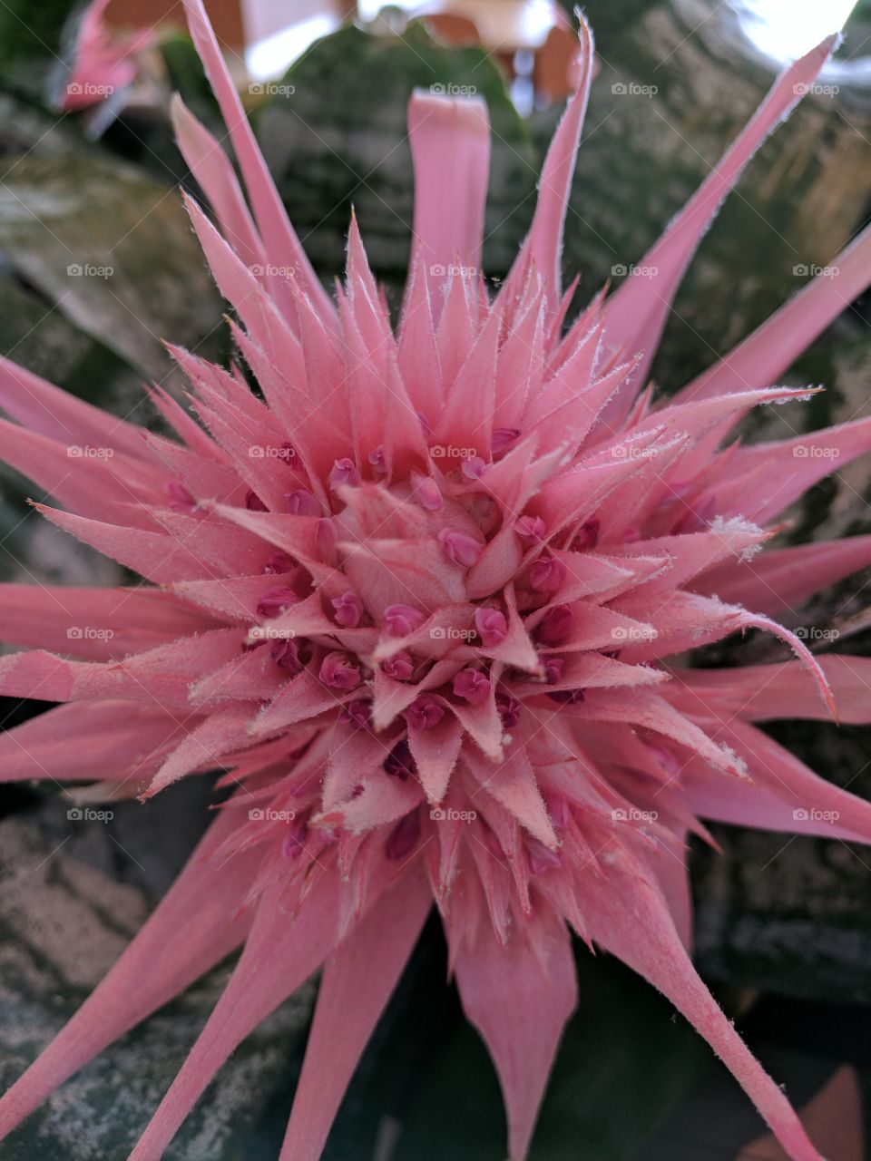 gorgeous pink bromeliad bloom