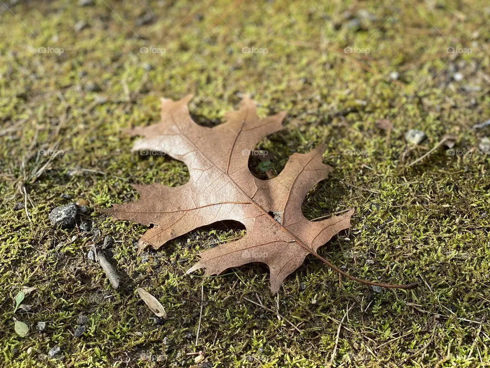 Maple leaf 
