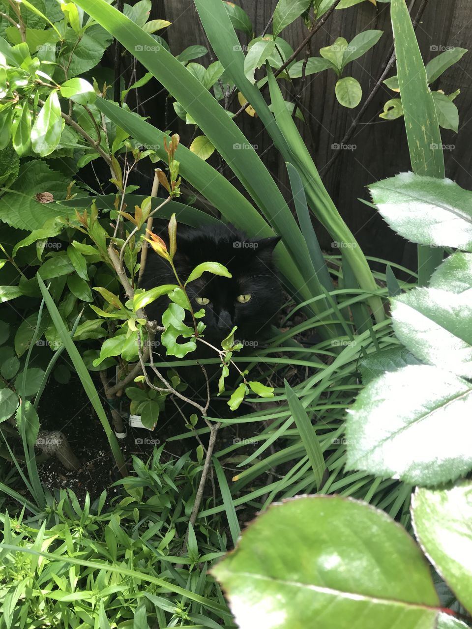 Sneaky black cat 