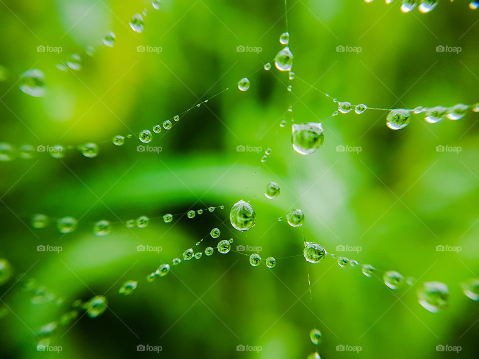 spidersweb after rain