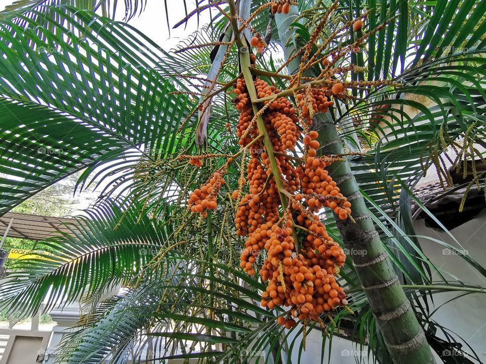 Fruits of Dypsis lutescens,  golden cane palm, areca palm, yellow palm, or butterfly palm