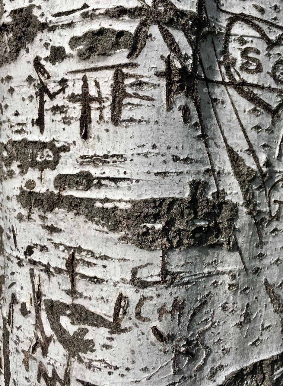 Trunk of a silver poplar deeply engraved by inscriptions