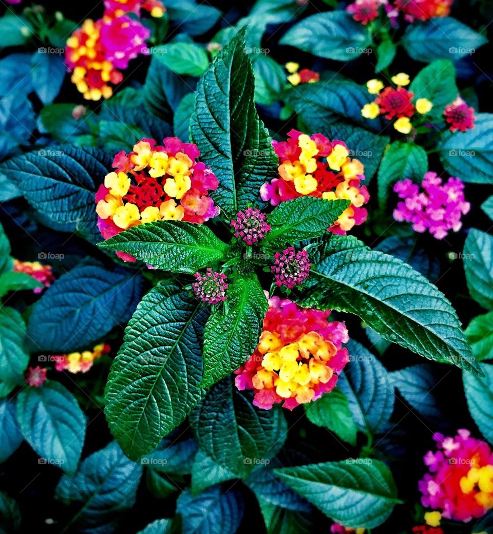 New York Street Flowers