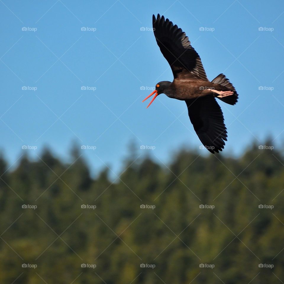 Oyster Catcher in flight