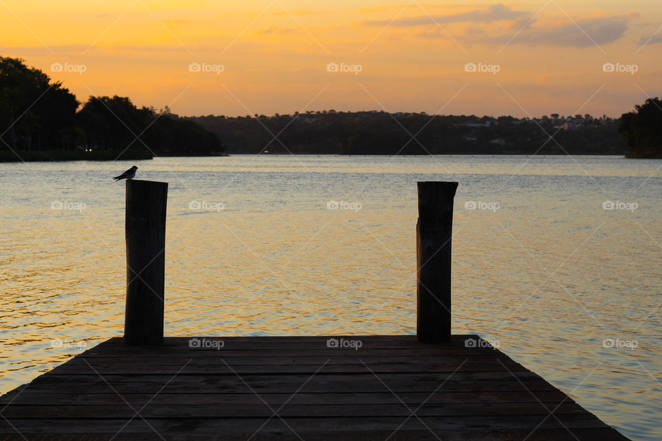 The bird's silhouette (Alone)