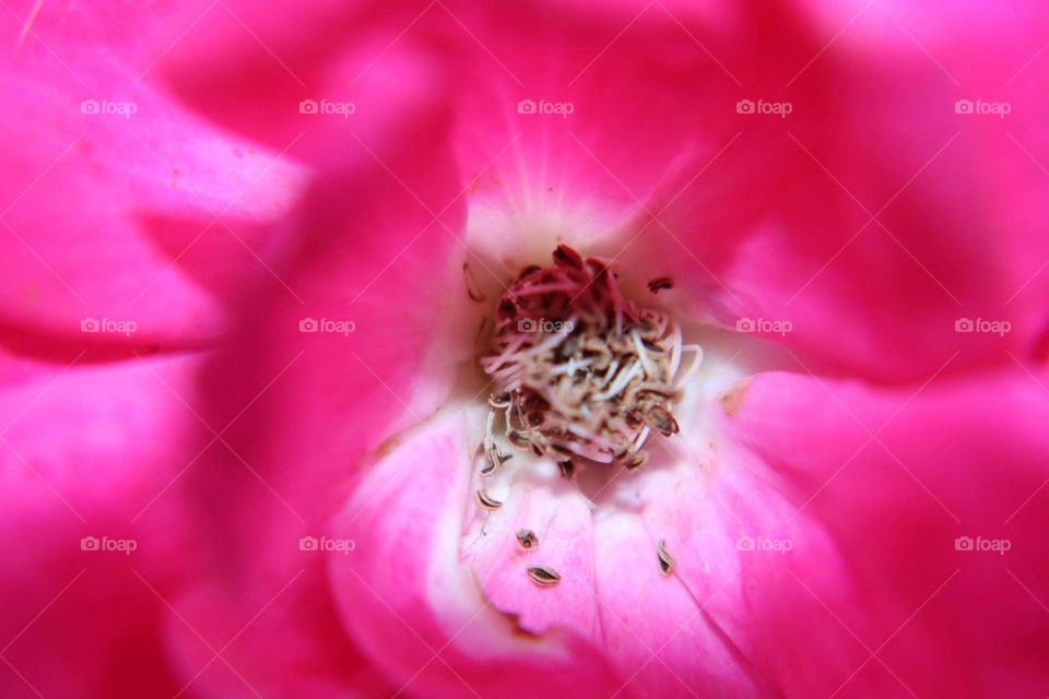 pink flower