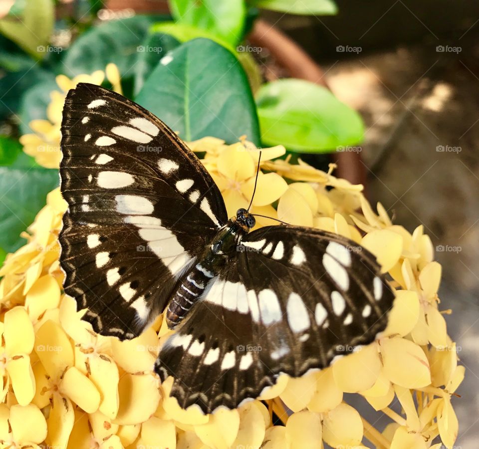 Brown & White Butterfly on Yellow Flower