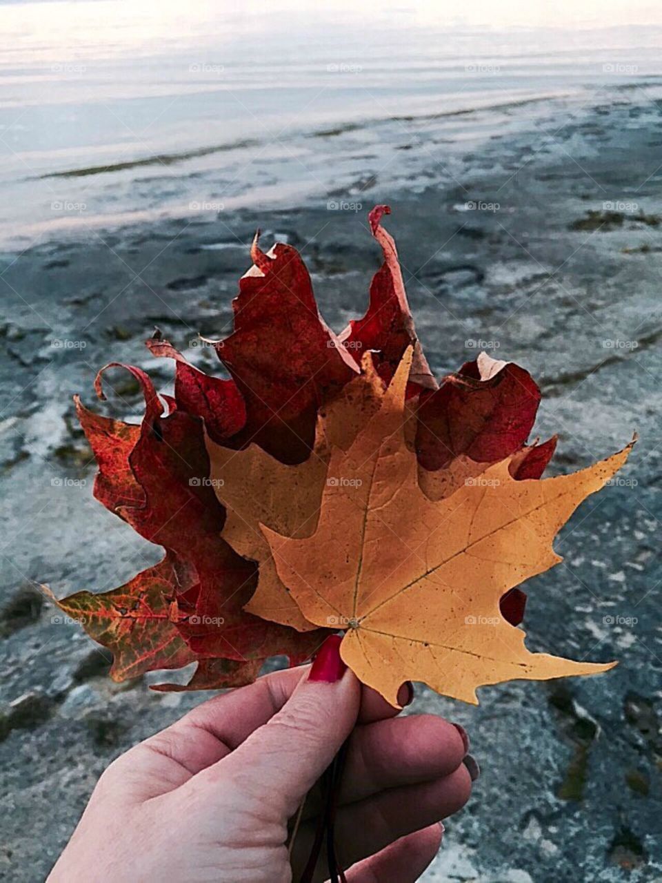 Autumn leaves . Colourful Autumn leaves against Lake Huron 
Tobermory 