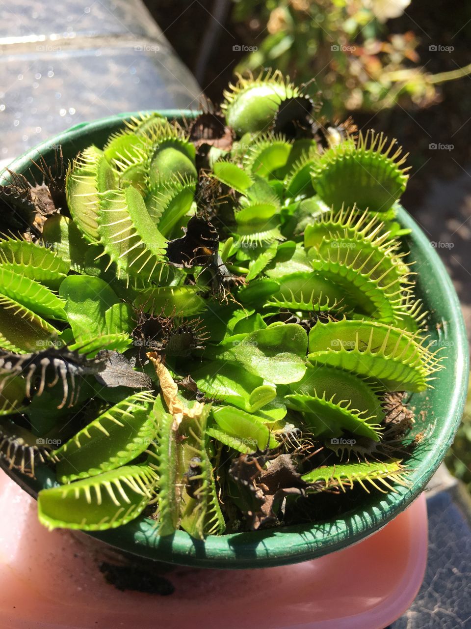 Closeup Venus Flytrap plant in pot