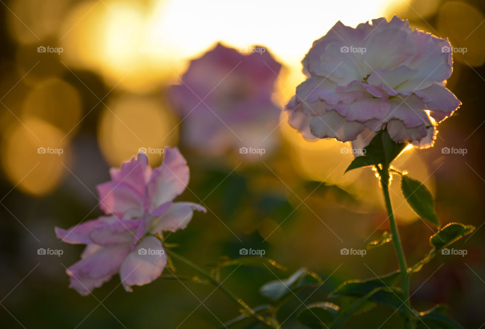 Pink colorful blossom flowers nature garden outdoors park calm and relaxing summer sunset lighting petals floral design colorful photographyof roses
