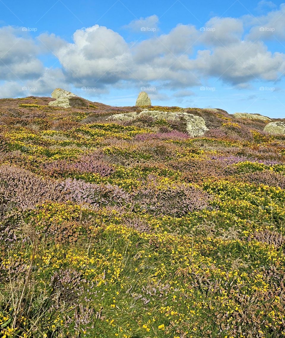 paysage de Cornouailles