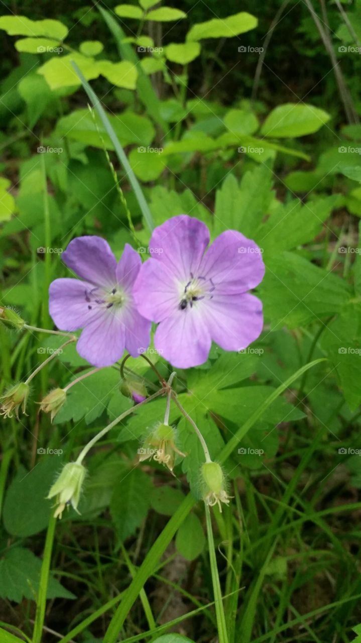 Mountain flower purple