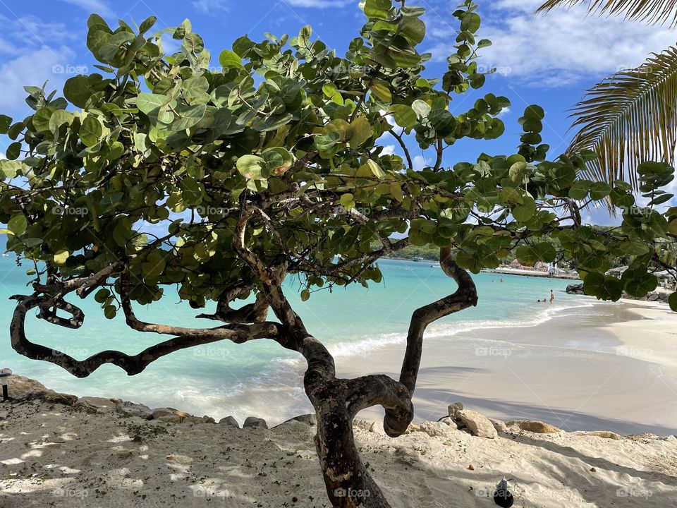 Beautiful tree by the ocean