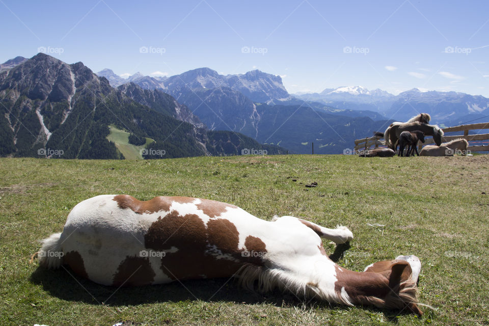 Horse resting in grass