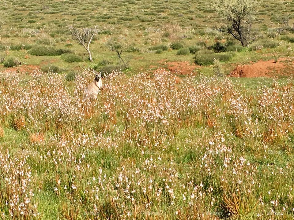 Kangaroo in a meadow, Flinders area south Australia 