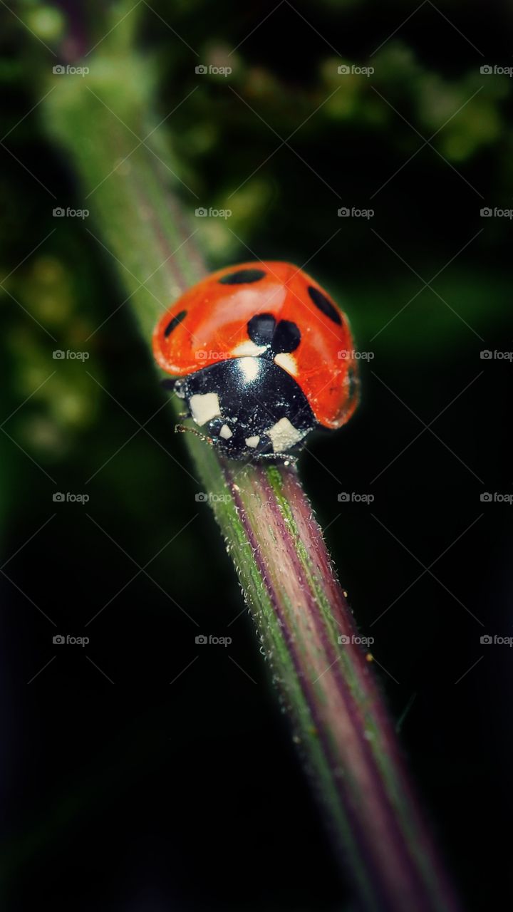 ladybug
