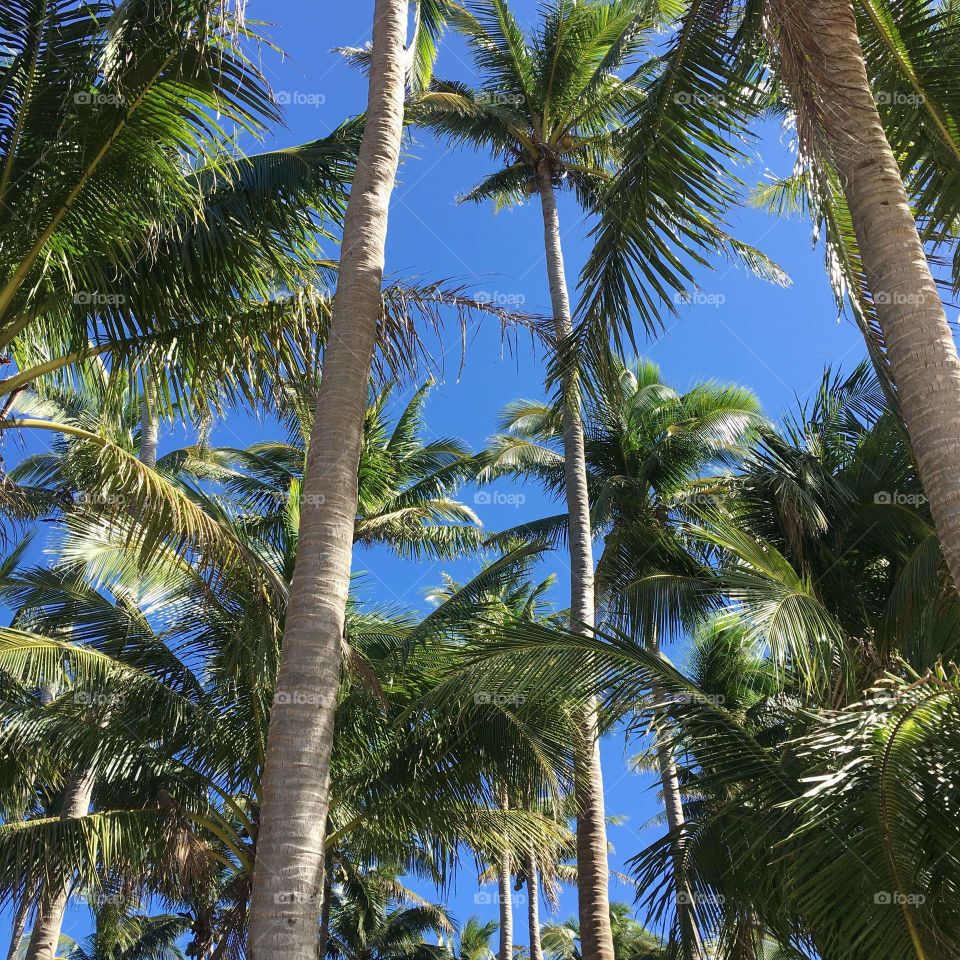 Tall vibrant coconut trees, shading the sun, truly a masterpiece like a skyscrapers in the beach.