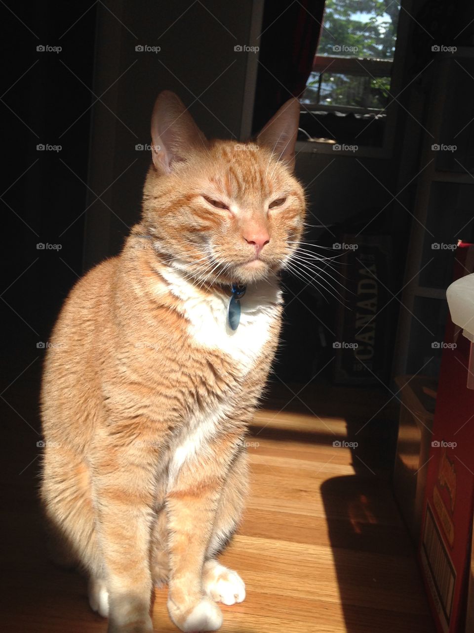 Close-up of sitting cat