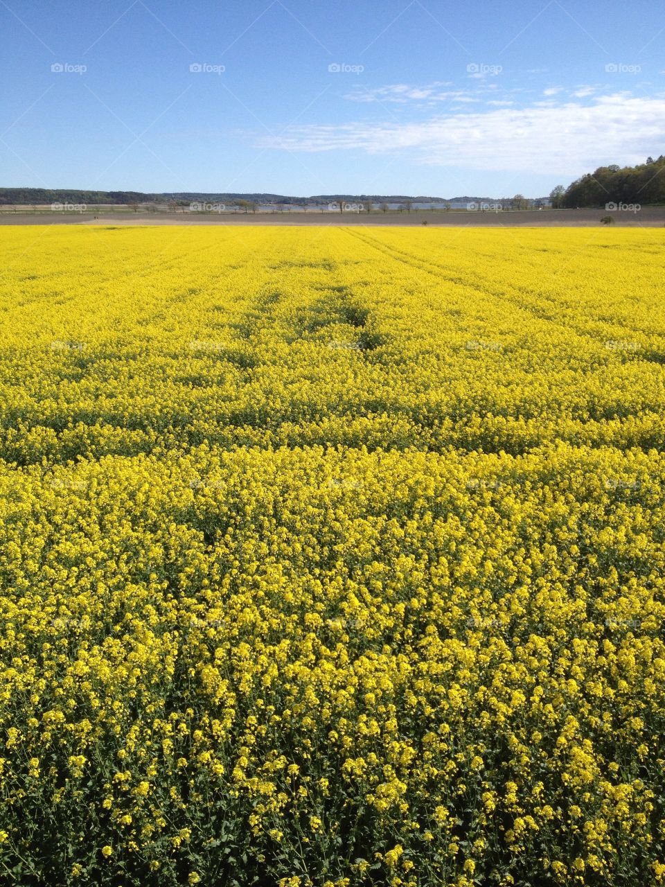 Rapeseed field against sky