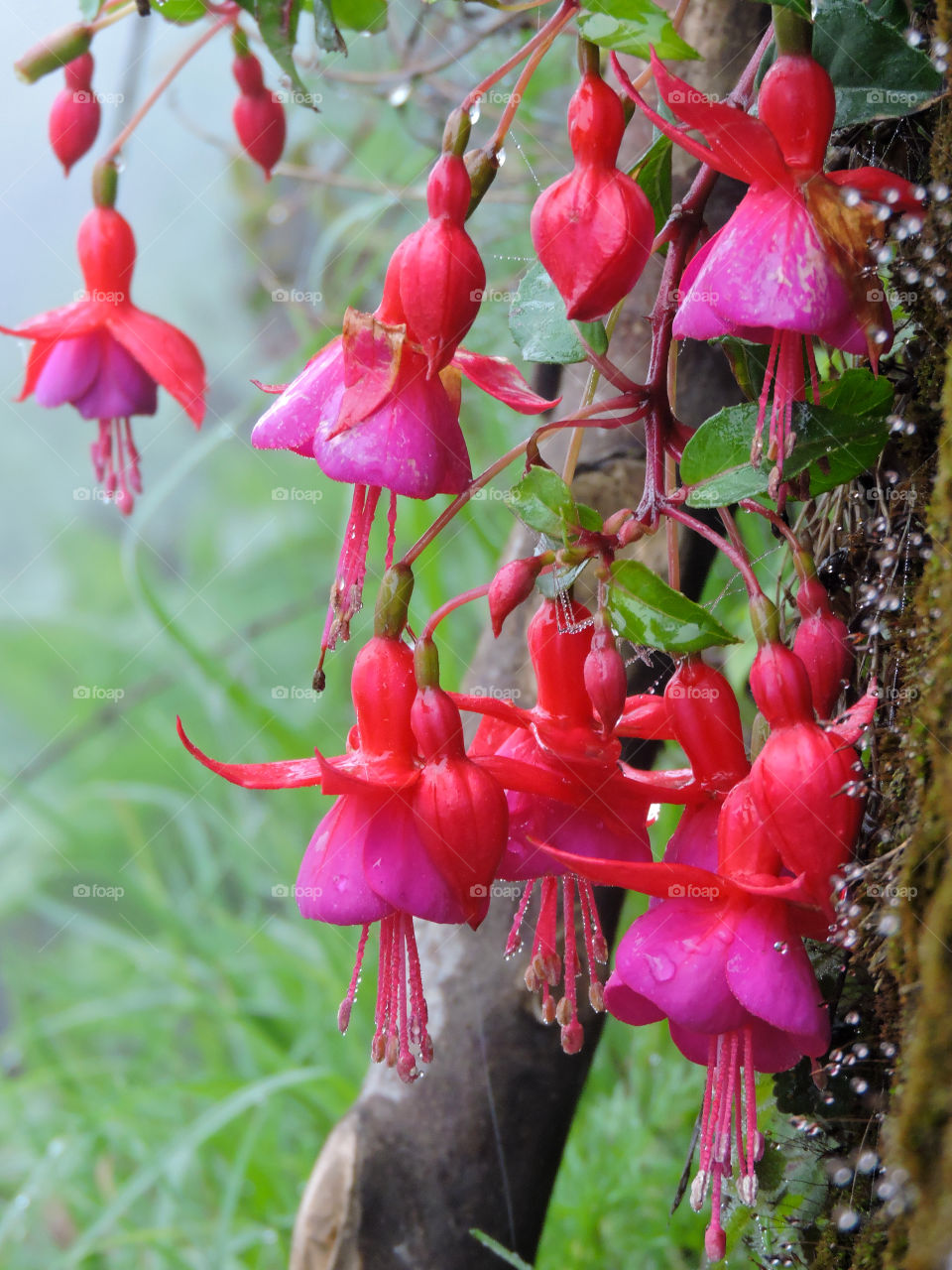 pink fuschia