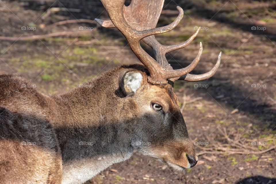 deer in thein Germany forest