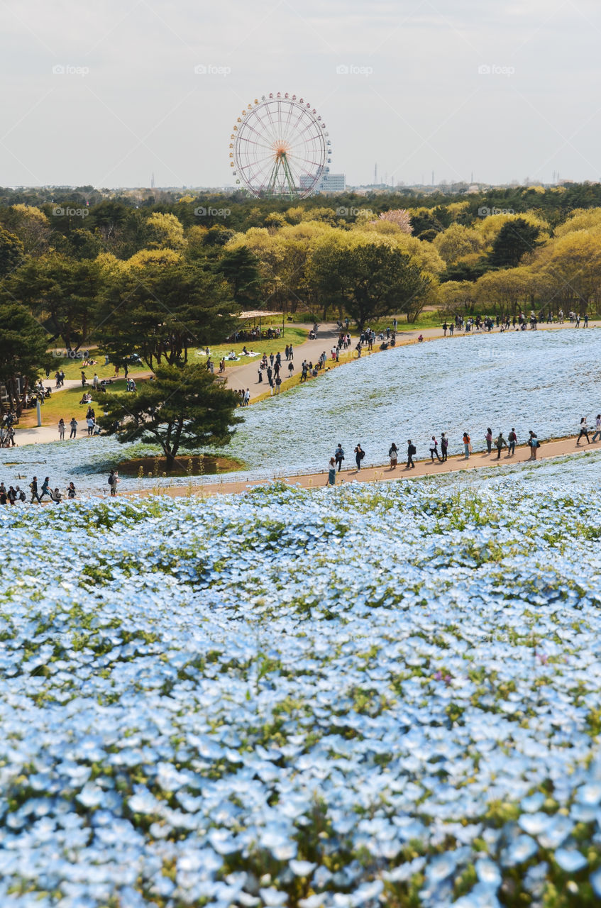 Spring is in the air, and the most beautiful baby blue flowers are blooming in their full glory on the coast of Japan