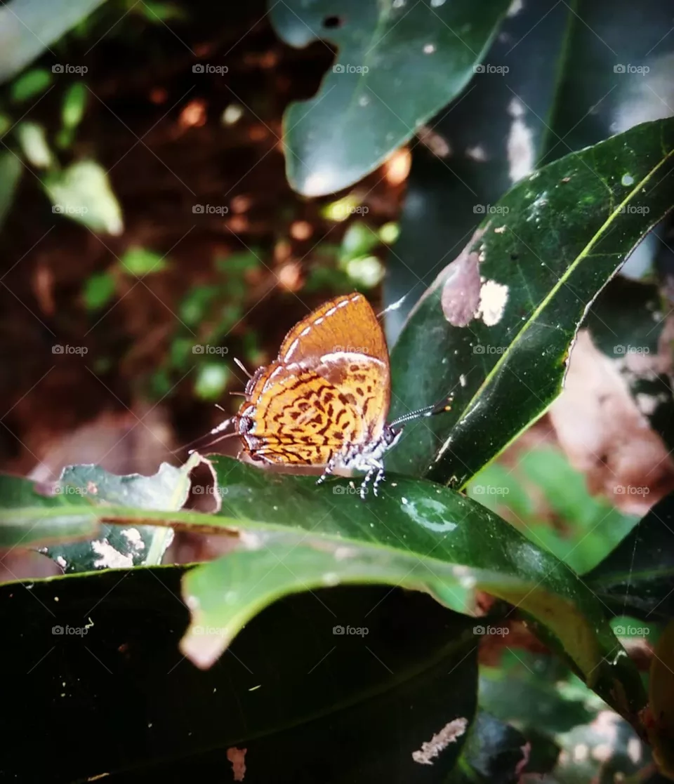 butterfly