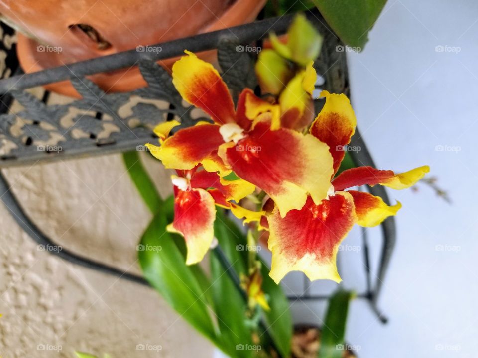 Oncidium Orchid
