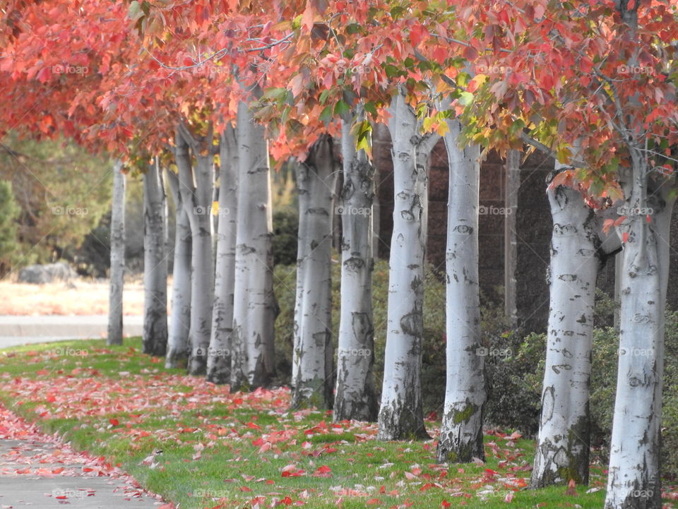 A row of colorful trees in the fall on an overcast afternoon