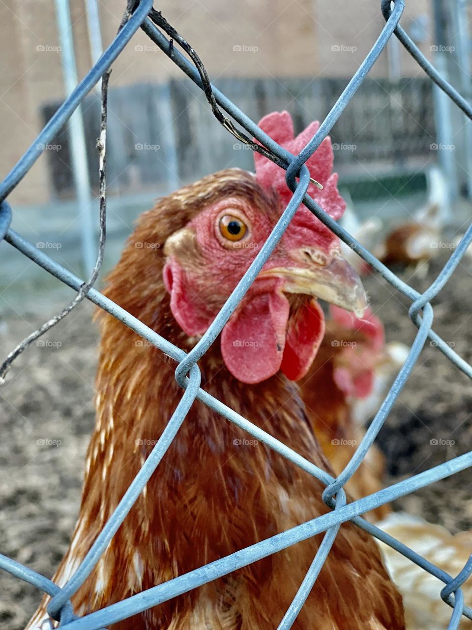 a swiss orange hen stares intently from behind a tent from behind a net