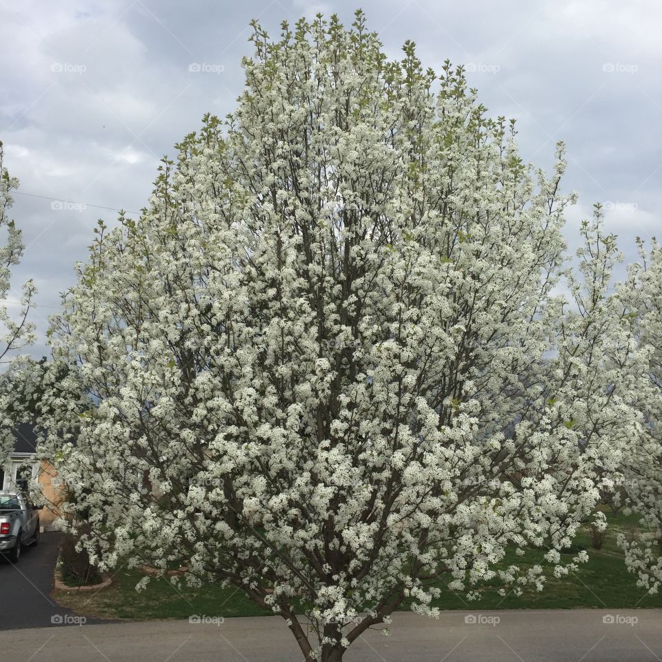 Tree, Branch, Season, Flora, Flower