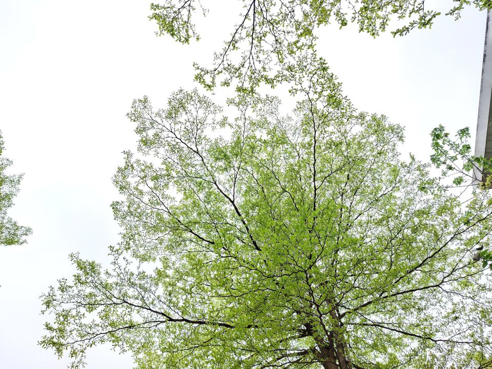 The Bucida molineti tree sprouts  in the spring