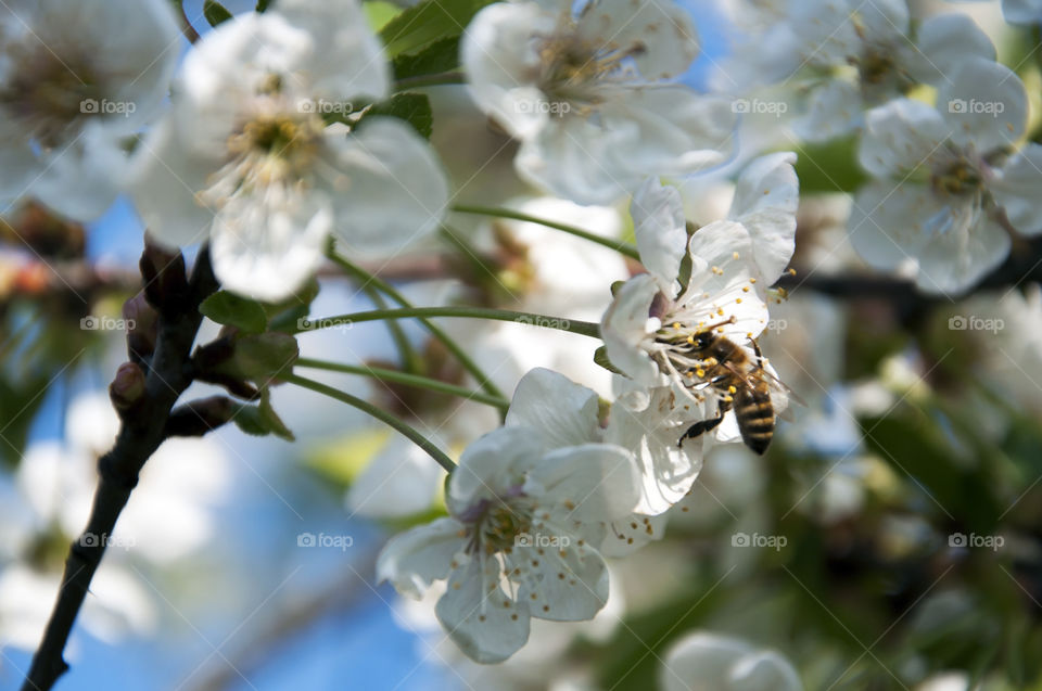 While I was taking pictures of blossoming trees I stumbled upon this busy worker