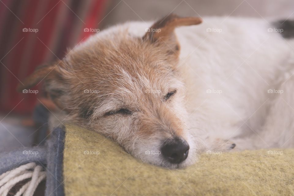 Sleepy Cute dog. A small dog is sleeping on a blanket 