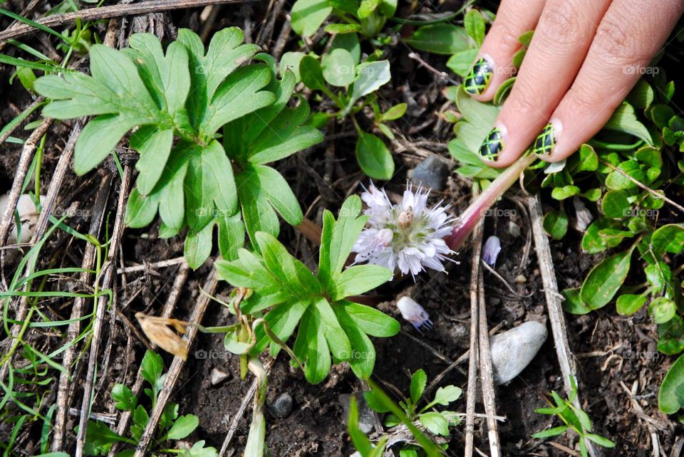 White Blossom Hiding in the Forest