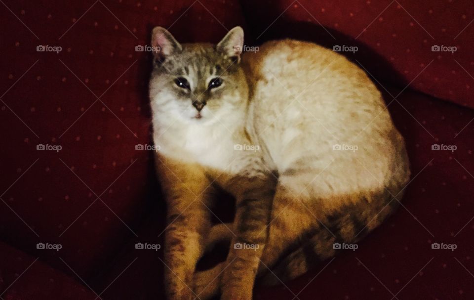 Big pretty buff  white colored cat with blue eyes lying on a red chair.