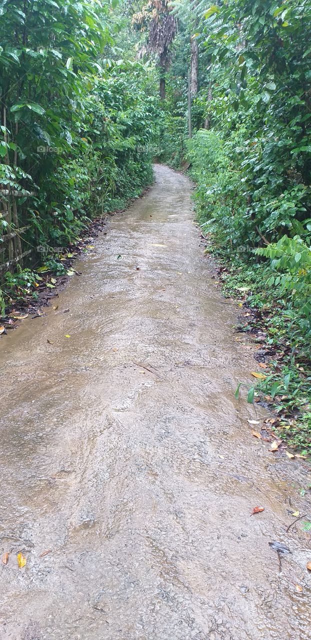 beautiful view of the forest road