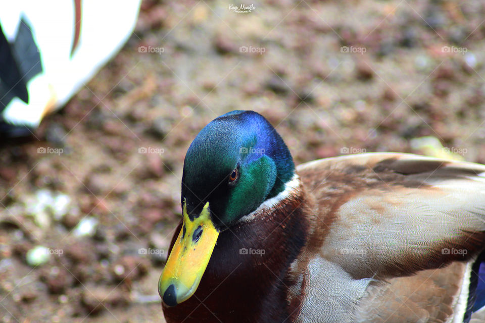 The Mallard