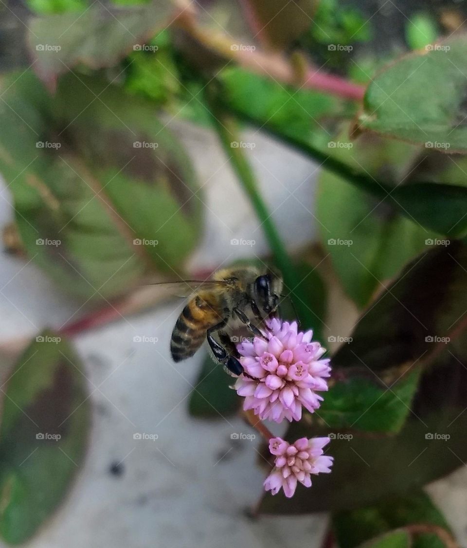 pink flowers and bee