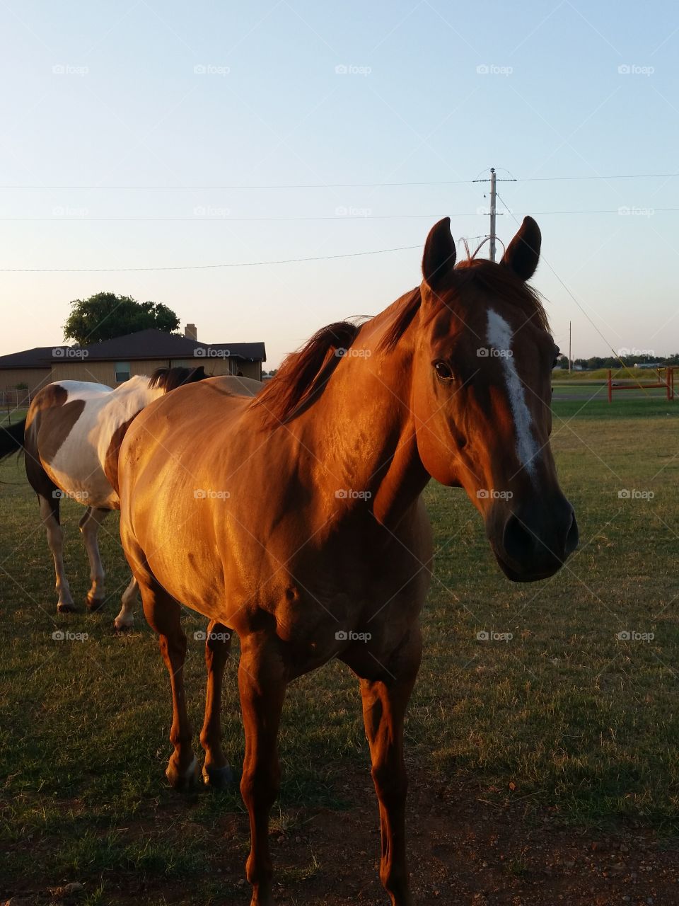 Hey Horses!. The horses were following us to the barn right before sundown. Super friendly! Pic taken in Oklahoma.