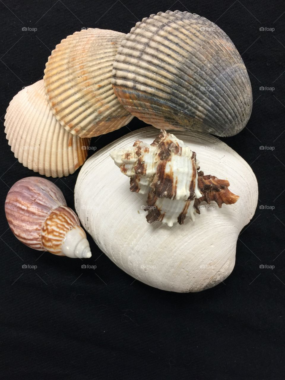 A stack of some shells