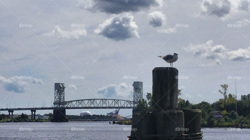 The Cape Fear Memorial bridge.